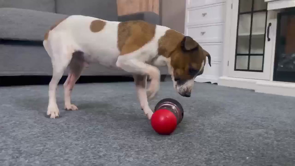 Wiggly™ SlowFeeder Toy