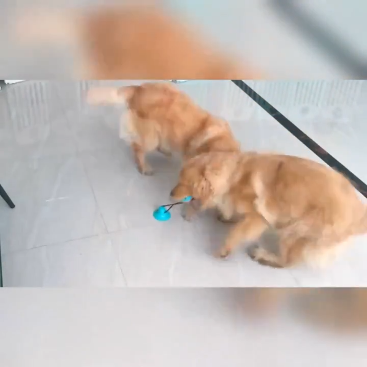 Wiggly™ TreatPull Toy